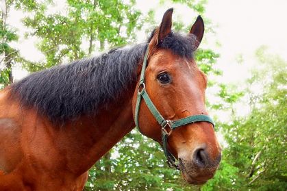 Mon cheval Jo