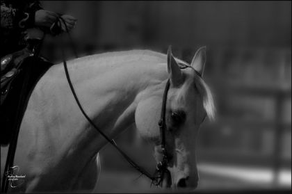 un cheval que je trouvais magnifique en plaisance (dimanche a...