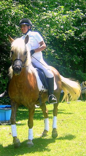 Sunshine mon halfinger en concours