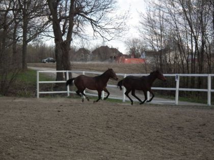 C'est l'heure de la COURSE! Chevaux de mon ancienne et amie...