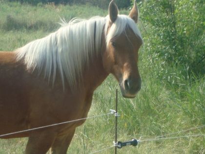 voila ma jument mégalisa c'est un halfinguer x cheval de trait 