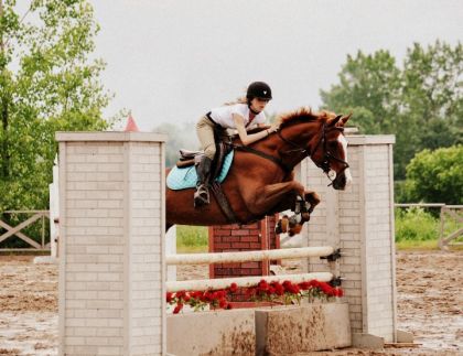 mon cheval ripple ( QH )