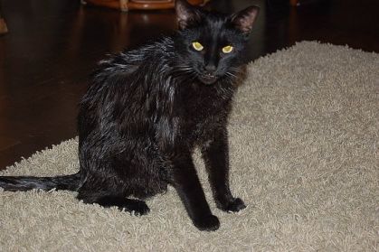 Mon chat après une bonne douche! Y'a pas l'air trop content!