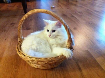 mon chat hihi (L):)