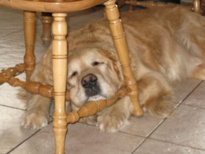 voici Portos, le meilleur chien au monde! Tu nous manque mon...