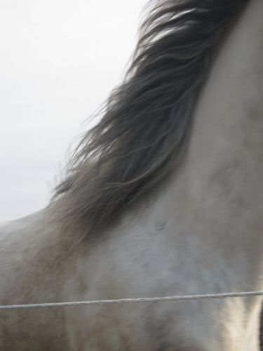 encolure de mon cheval