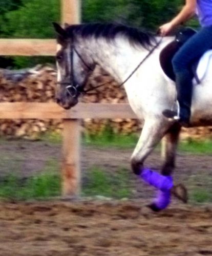 Starlight qui commence a bien c&eacute;der au mors :) Vous en pensez...
