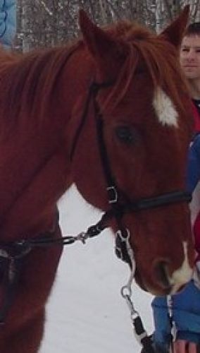 Portrait de la tête d'un cheval