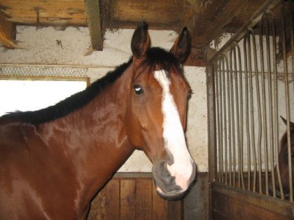 COUCOU! Moi c'est Bailey's:P