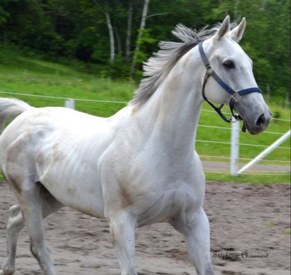 mon cheval :)