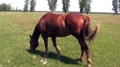 Mon cheval (L)  Mystic Blues Man