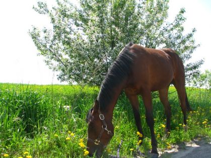 Fany et Idéfix, lors d'une randonner en main (31 mai 2011)