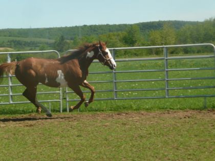 Au galop ma belle, amuse-toi! Je sais que tu adores ça... :P