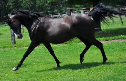 Bienvenue en 2011! Mon cheval est tellement technologique qu'il...