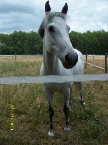 Voici un cheval gris pour une compétition de Lamotte-Beuvron...