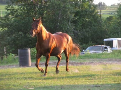 le tank qui s'en vient au galop! lol