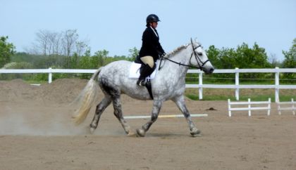 Compé dressage,entraînement. :)