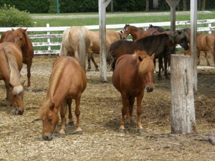 Les petits amours du Poney Club de Blainville.