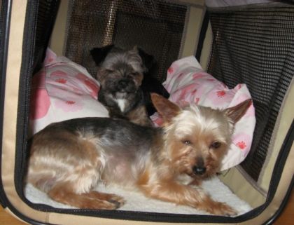 Mes chiens Minus et Tommy qui somnolent!!