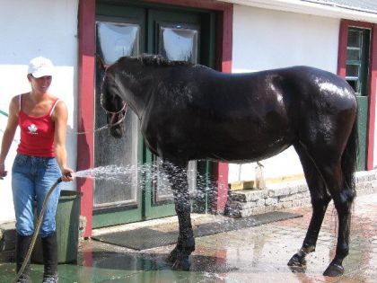 Un cheval prend une douche