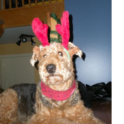 Quel vie de chien !!!  Être obligé de se déquiser en petite...