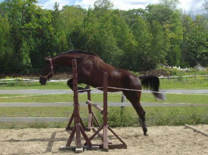 Cheval qui saute un obstacle en liberté
