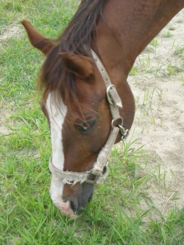mon premier cheval 