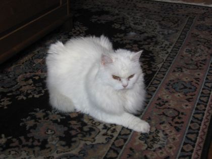 Chat blanc couché sur un tapis