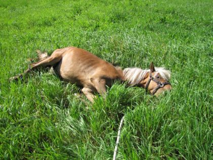 Kachou coucher dans le champs :P