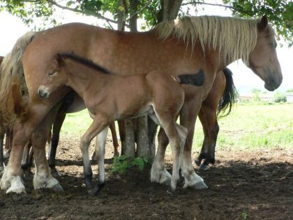 Equinoxe avec Zebra il y a pres de 3 ans