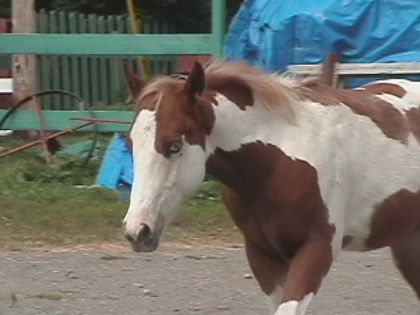 Paint horse blanc et brun