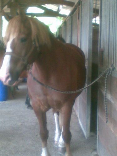 H&eacute;liote un des chevaux que je monte <3