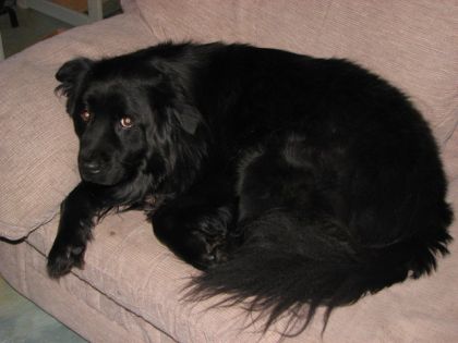 le chien de ma mère:vangogh