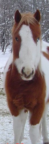 Un cheval paint horse