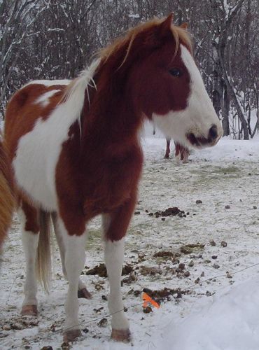 Cheval paint horse