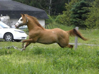 Sir Chiko'Blues, mon étalon PaintHorse de 3 ans  (: 