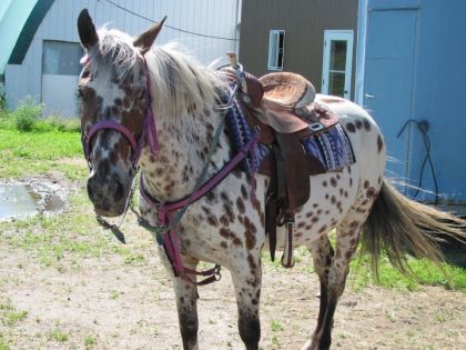 Mon cheval avec son kit
