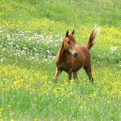 Wendy dans les fleurs...