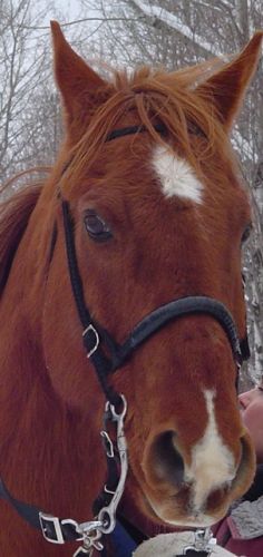 Tête d'un cheval