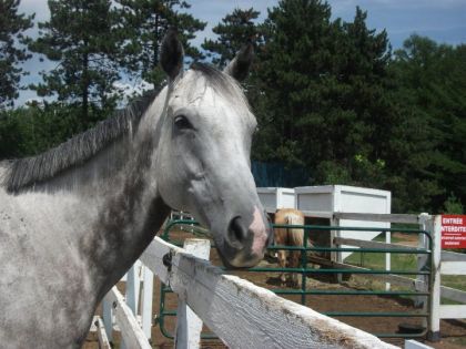 Blu.. le cheval sur qui j'ai eu le plus d'émotions toute aussi...