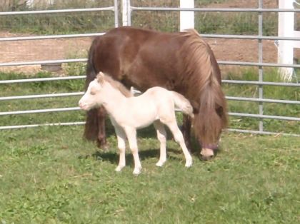 Sunny Delight et sa maman Sugar Delight
