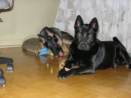 Mes 2 toutous