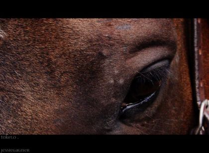 l'oeil de toelo , j'aime tellement cette photo ! :O