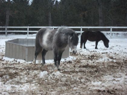 Pirrouette (poney dans l'ancien centrre équestre que j'allais)