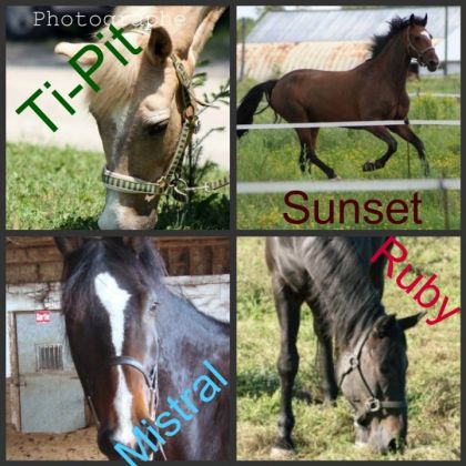  4 Petit Cheval Meme si son très grang a par ti-pit qui est un...