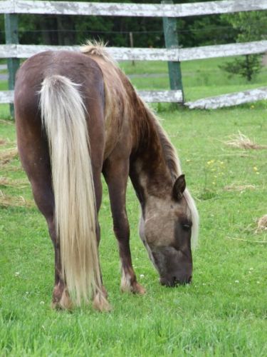 Mon poney Galopin