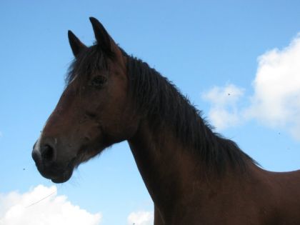 photo par Xtacie88 ce bon vieux Rongo! :) Quelle age vous lui donnez?!