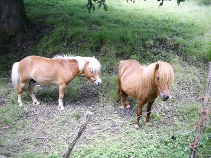 Voici Bob et Taille-basse! poneys Espagnols