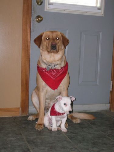 mes 2 amours de chien spur et dusty