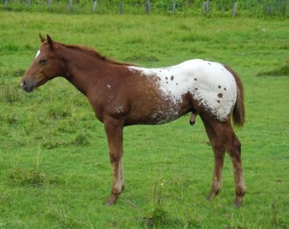 All Indee Money - Poulain 2011